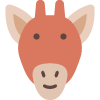 Safari